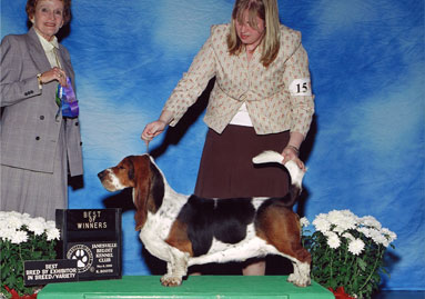 Katy Vergeront Showing Basset Hound