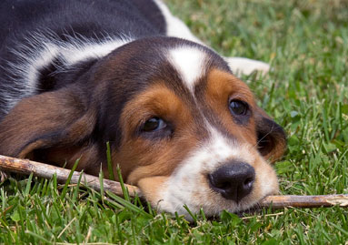 Basset Hound Puppy